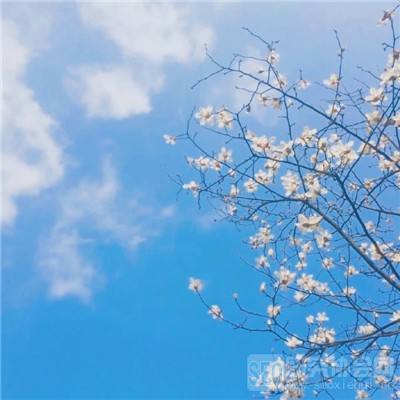 一个包子70元，一只鸡腿85元！上海迪士尼被指“靠情怀收割”，价格为何比东京贵超50%？
